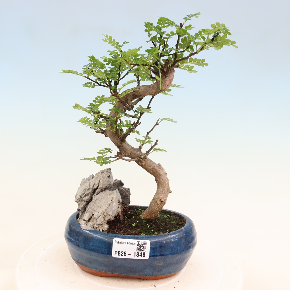 Pokojová bonsai - Zantoxylum piperitum - Pepřovník