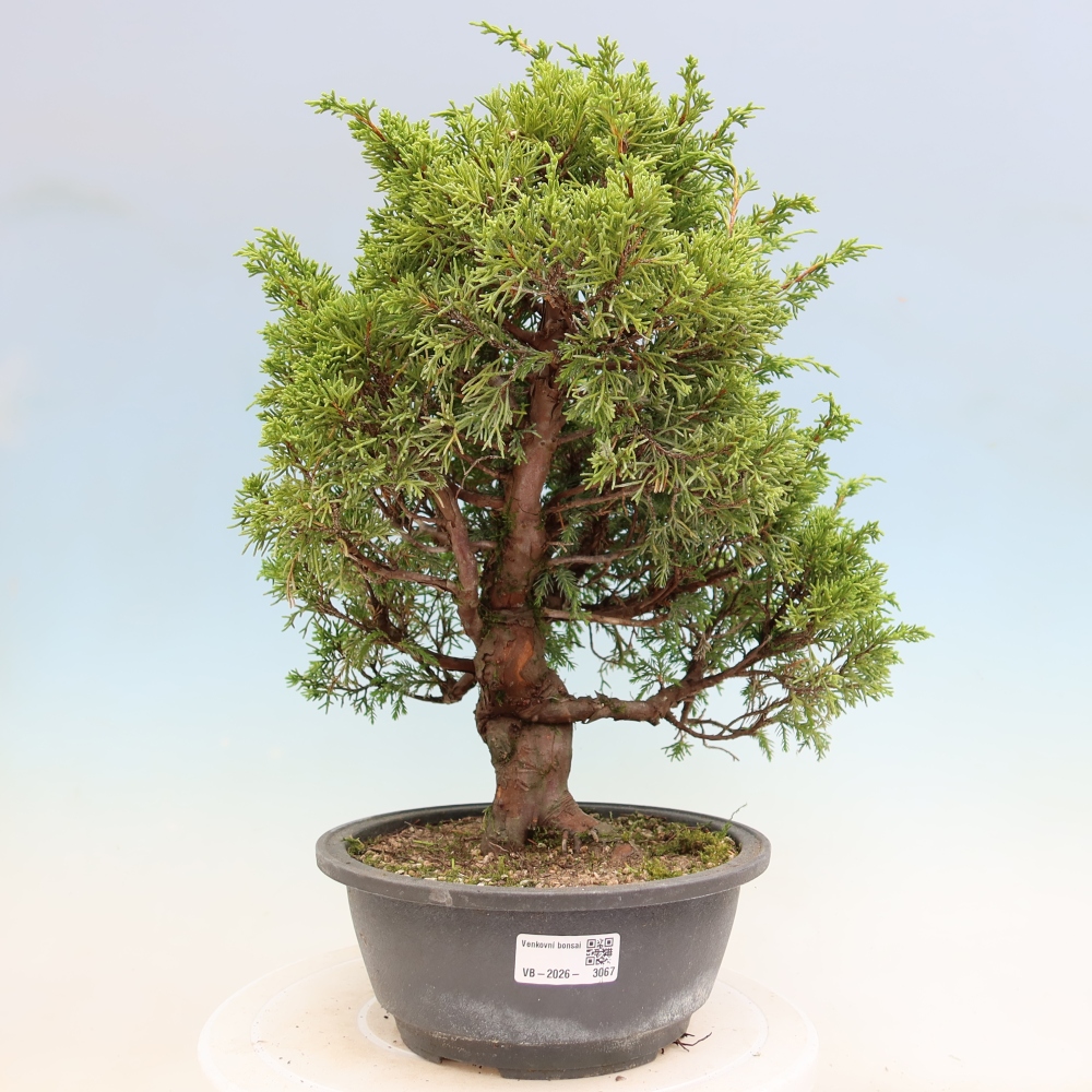 Venkovní bonsai - Juniperus chinensis Itoigawa-Jalovec čínský