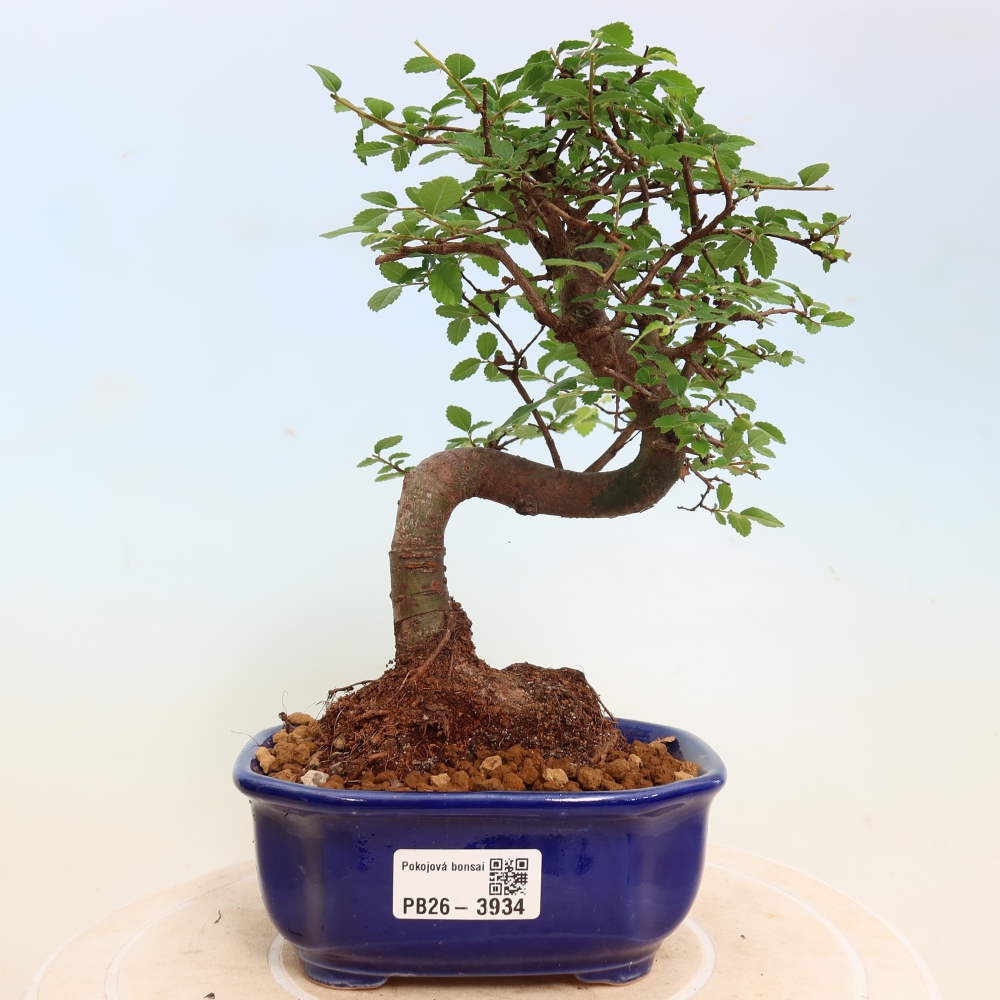 Pokojová bonsai - Ulmus parvifolia - Malolistý jilm