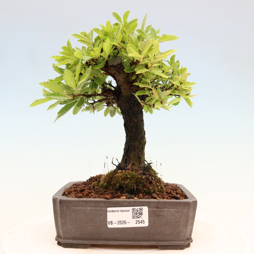 Venkovní bonsai - Zelkova - Zelkova NIRE