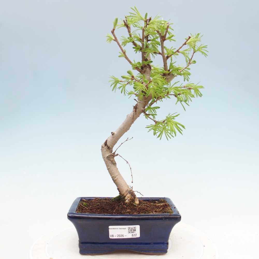 Venkovní bonsai -Pseudolarix amabis-Pamodřín