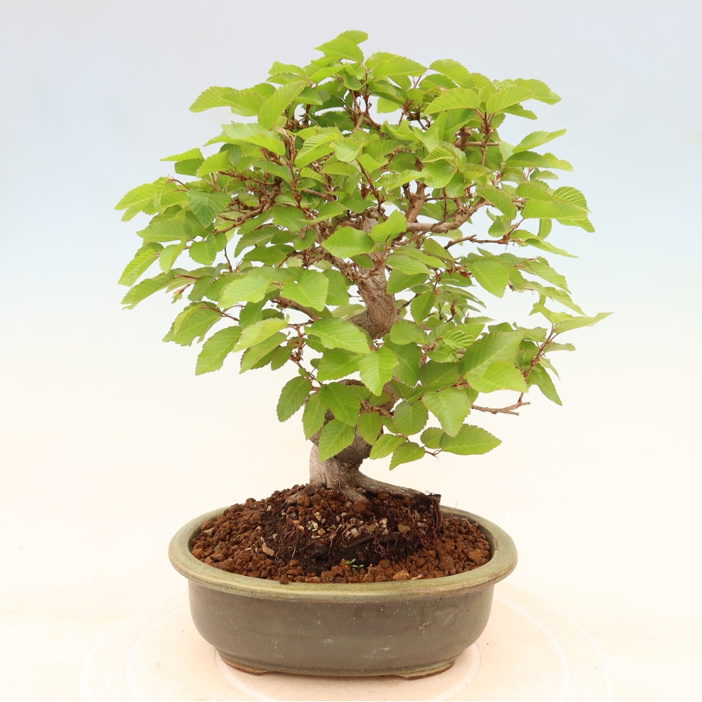 Venkovní bonsai -Carpinus coreana - Habr korejský