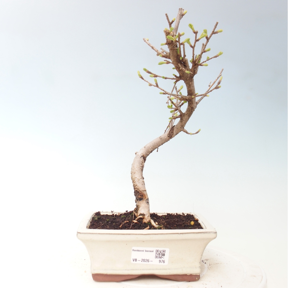 Venkovní bonsai -Pseudolarix amabis-Pamodřín
