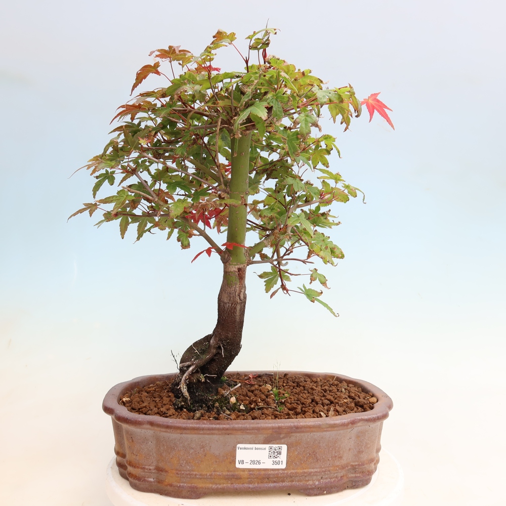 Venkovní bonsai - Javor dlanitolistý - Acer palmatum DESHOJO