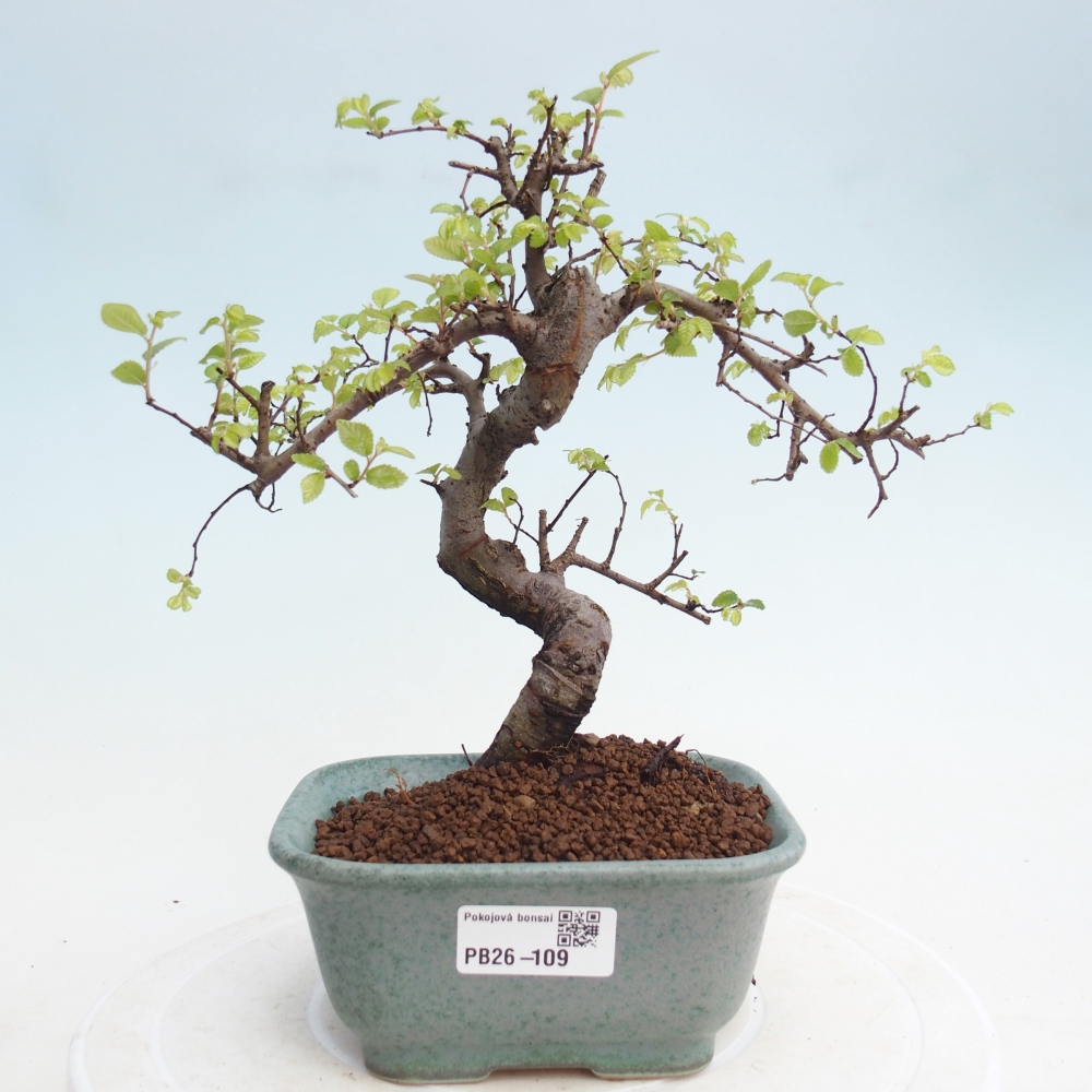 Pokojová bonsai - Ulmus parvifolia - Malolistý jilm