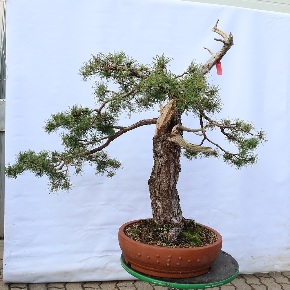 Pinus sylvestris Španělsko - borovice lesní