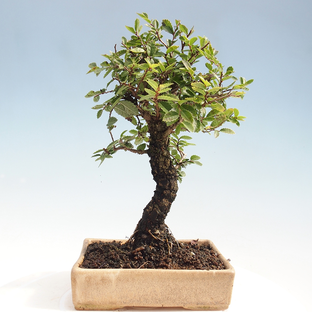 Venkovní bonsai - Zelkova - Zelkova NIRE