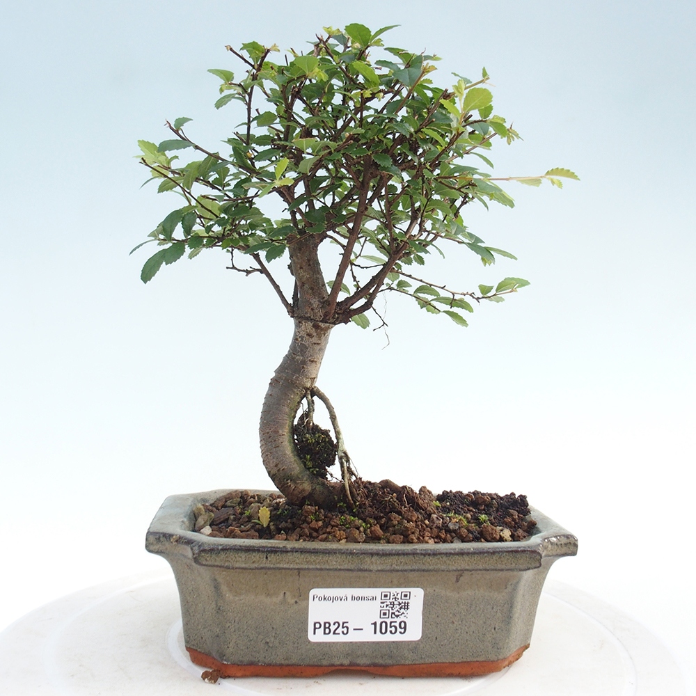 Pokojová bonsai - Ulmus parvifolia - Malolistý jilm