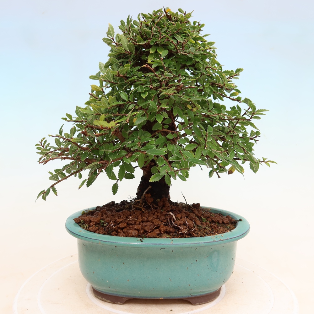 Venkovní bonsai - Zelkova - Zelkova NIRE