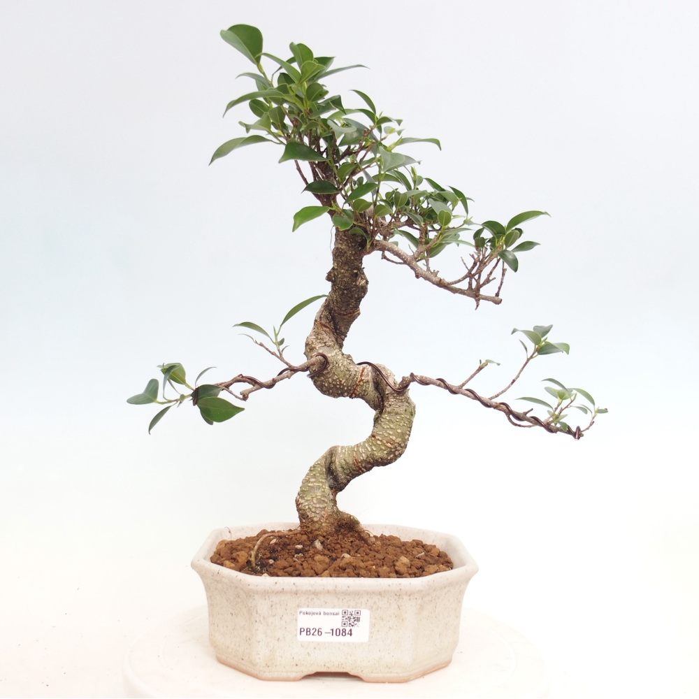 Pokojová bonsai - Ficus retusa -  malolistý fíkus