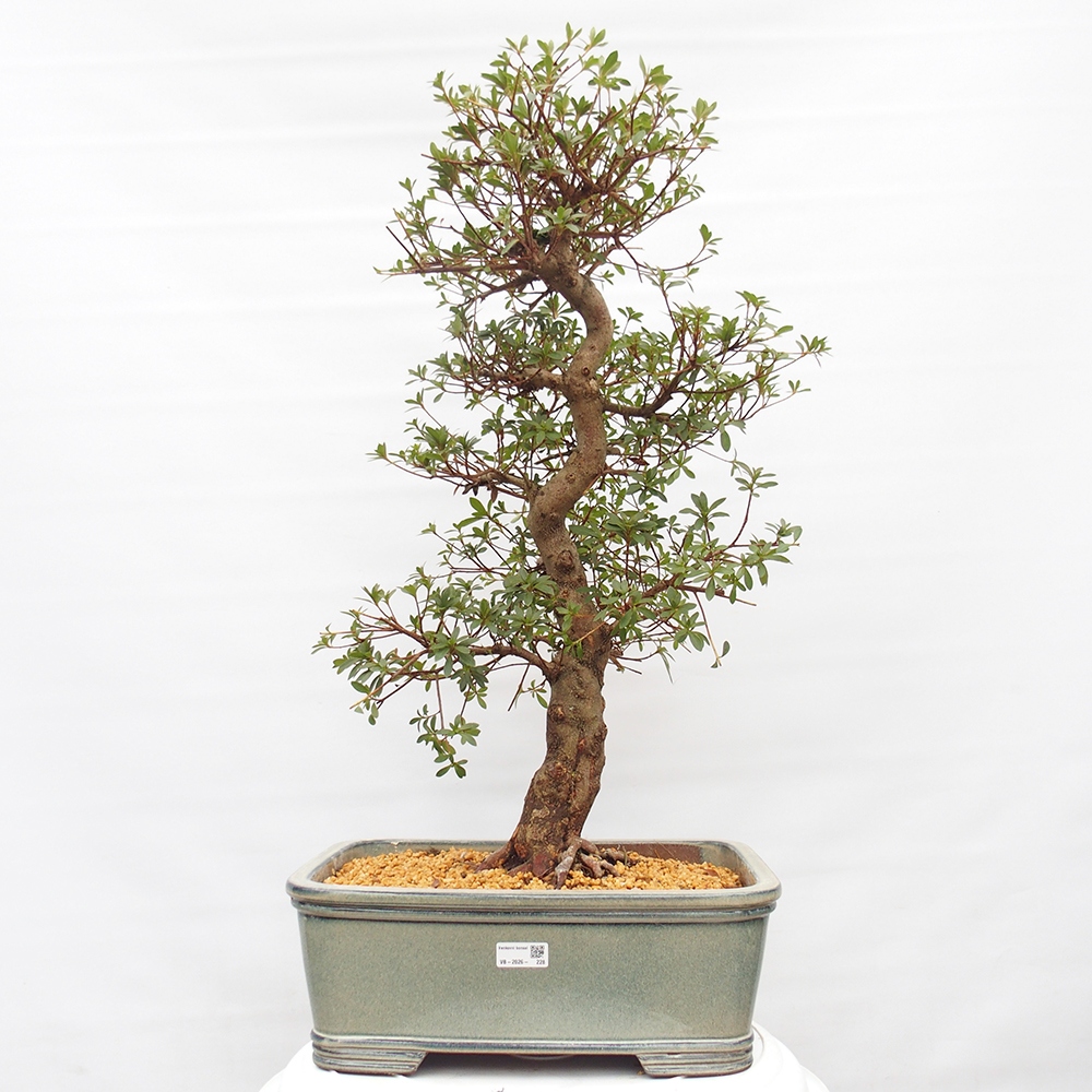 Venkovní bonsai - Japonská azalka - Azalea satsuki
