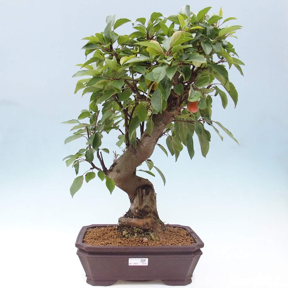 Venkovní bonsai -Malus halliana - Maloplodá jabloň