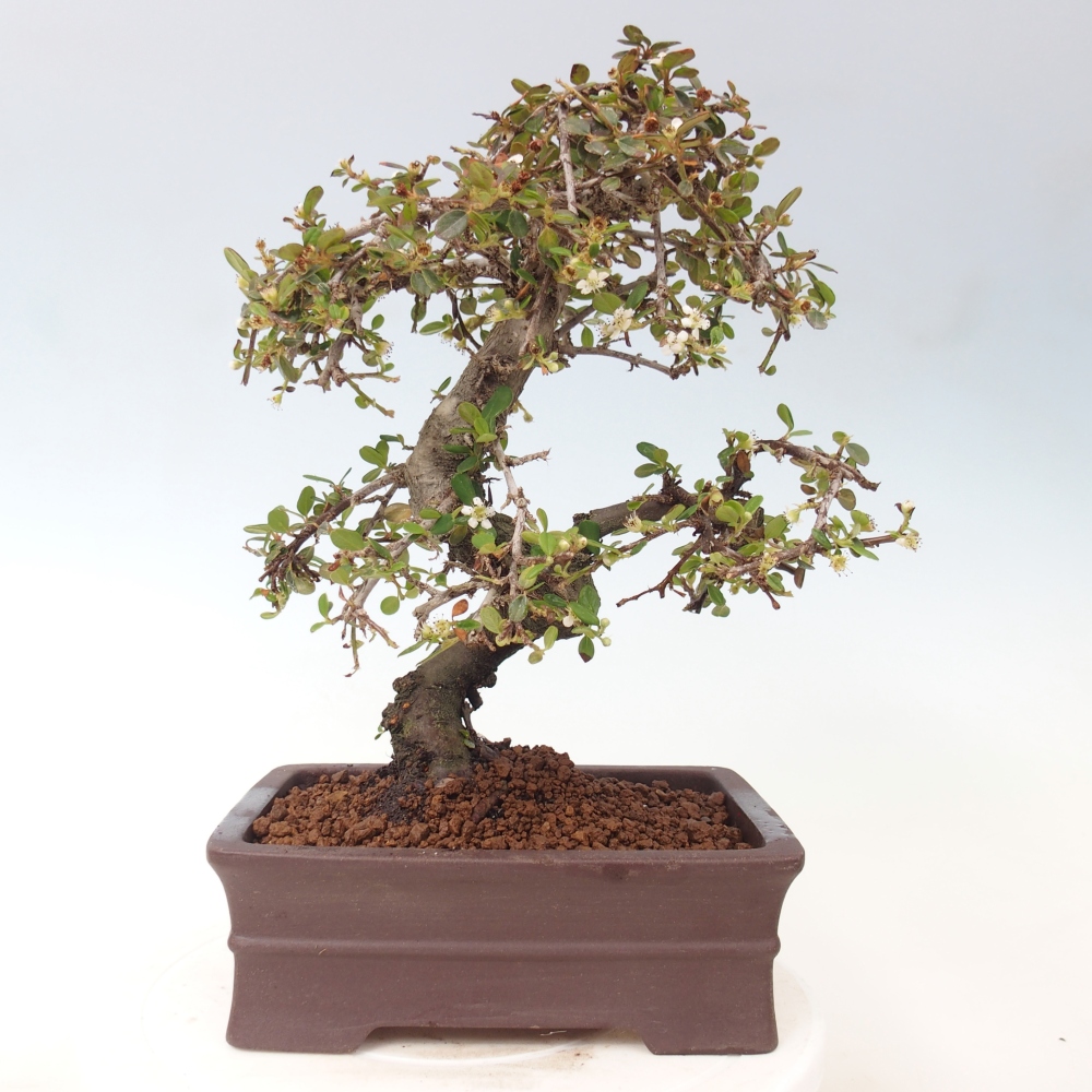 Venkovní bonsai-Cotoneaster dammeri - Skalník Damerův