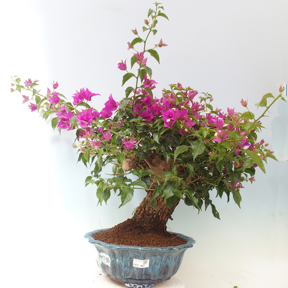 Pokojová bonsai - Bouganwilea