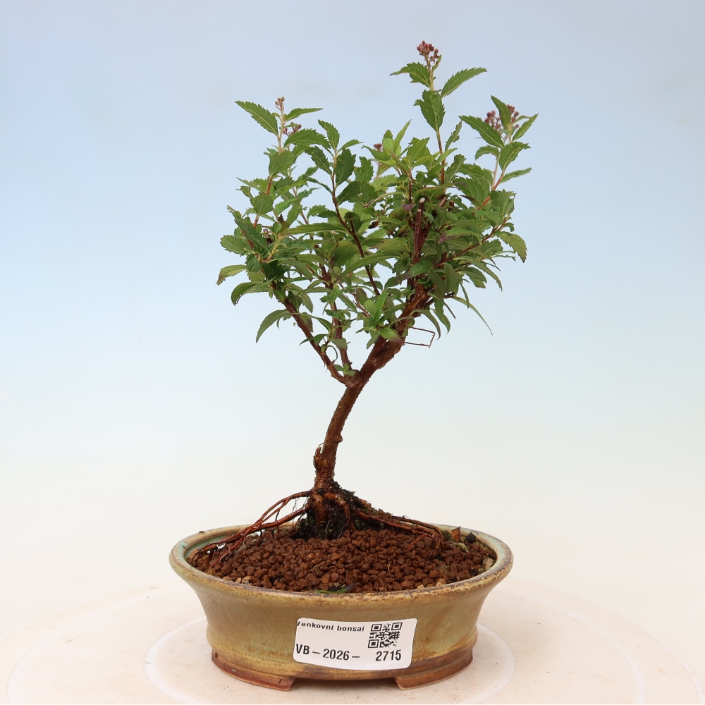 Venkovní bonsai - tavolník japonský - Spirea japonica Anthony Waterer
