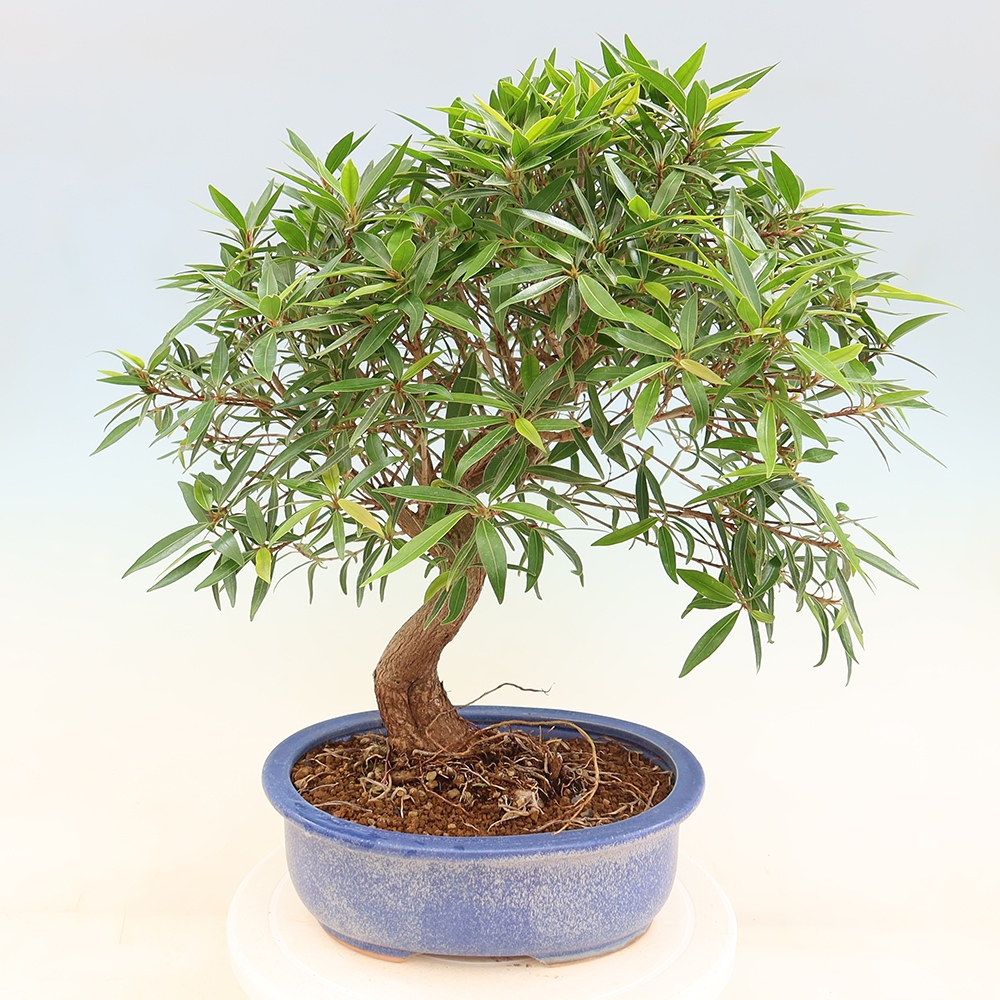 Pokojová bonsai - Ficus nerifolia -  malolistý fíkus