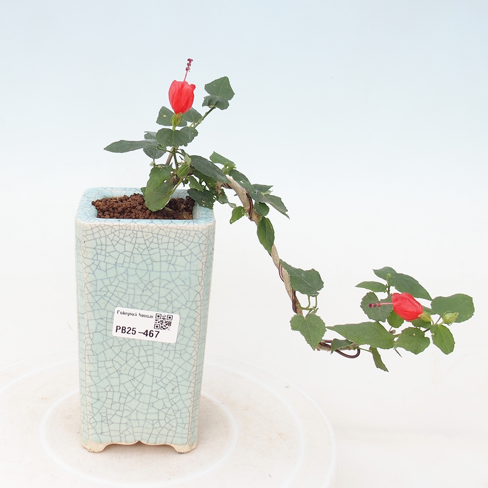 Pokojová bonsai - Malvaviscus arboreus - ibiškovec dřevnatý