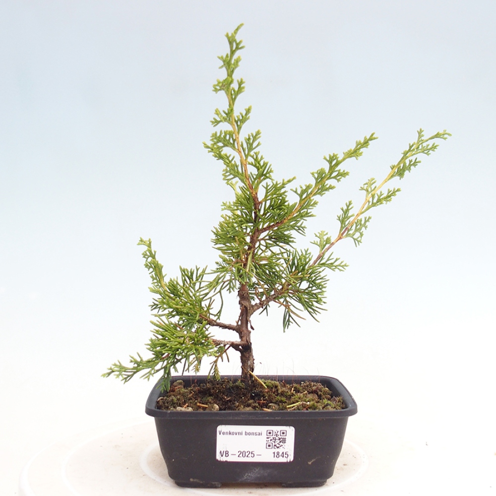 Venkovní bonsai - Juniperus chinensis Itoigawa -Jalovec čínský