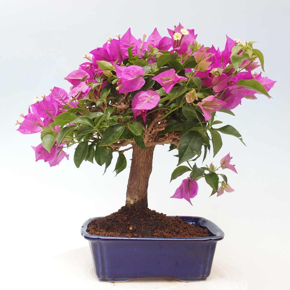 Pokojová bonsai - Bouganwilea