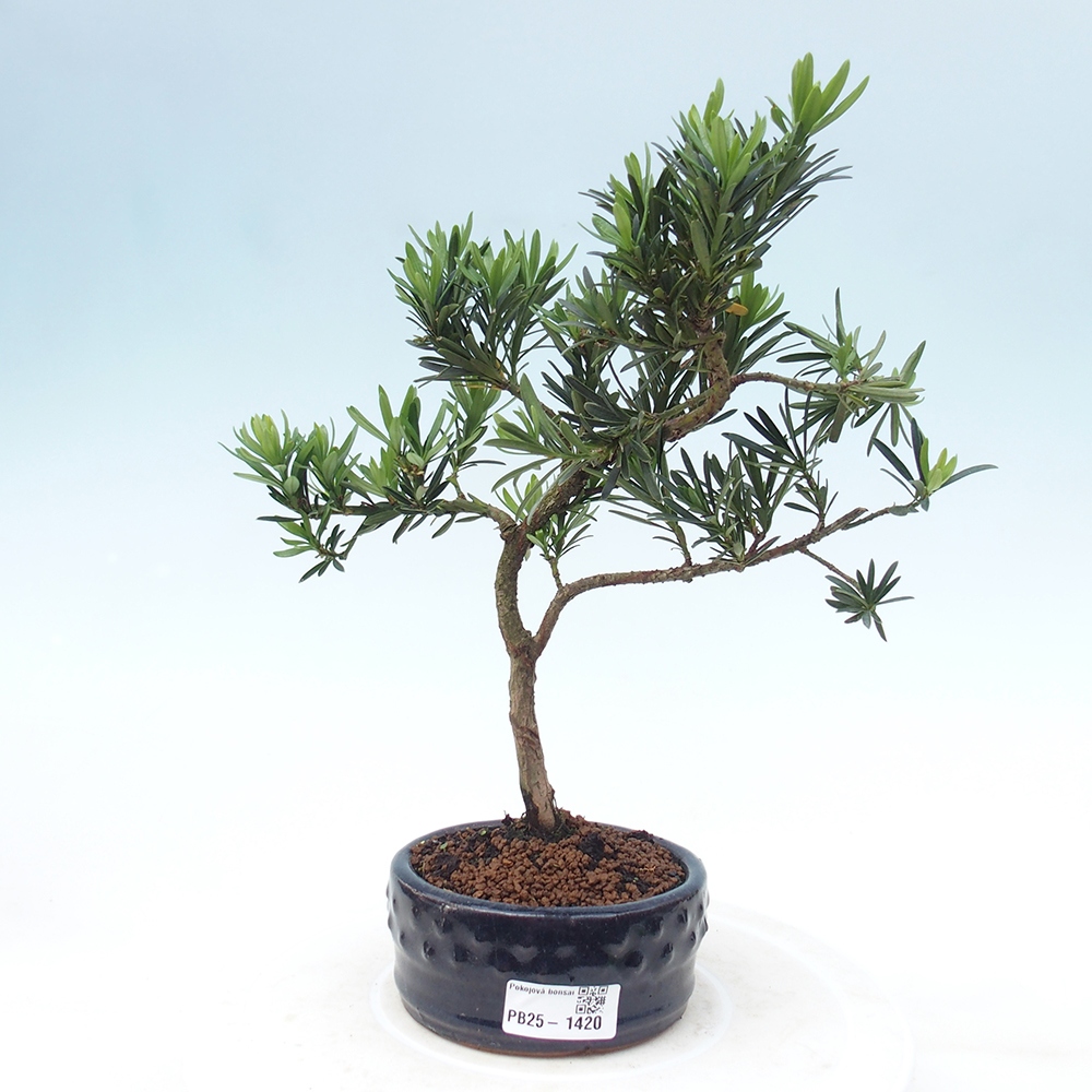 Pokojová bonsai - Podocarpus - Kamenný tis