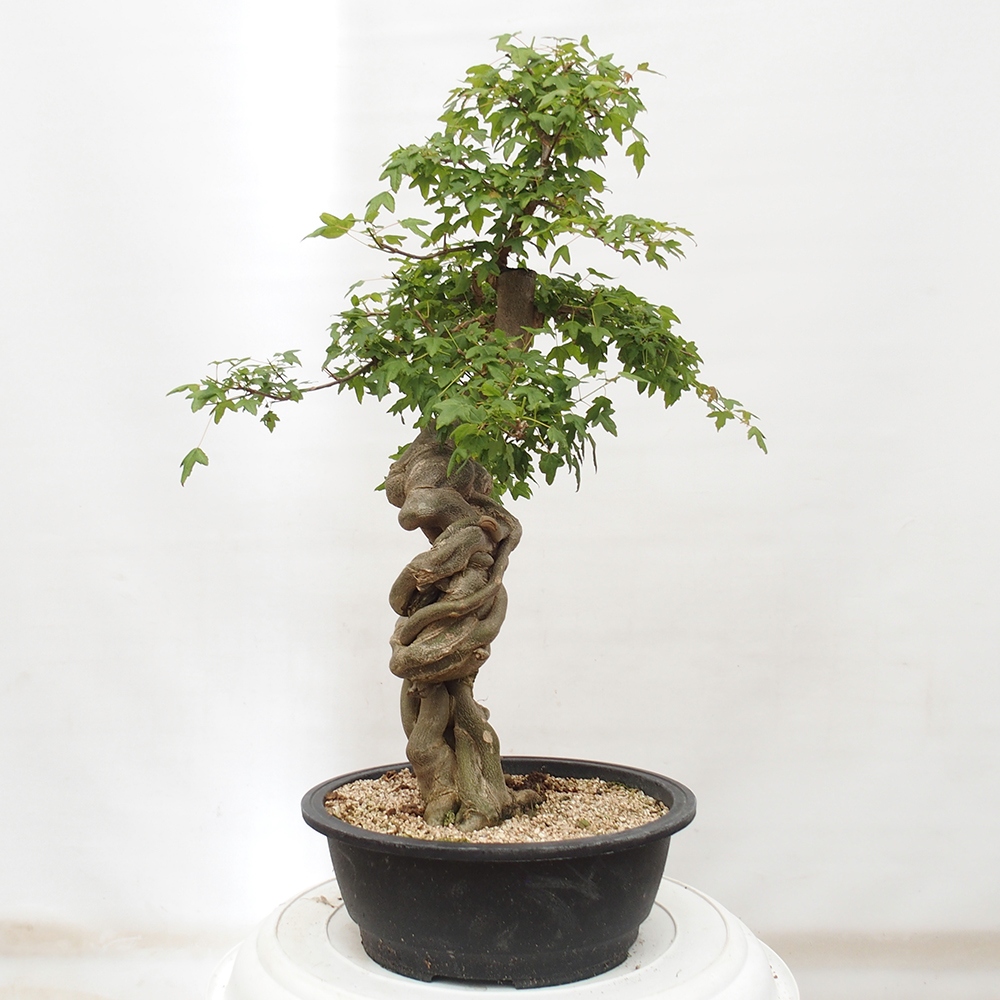Venkovní bonsai - Acer Buergerianum - Javor Burgerův