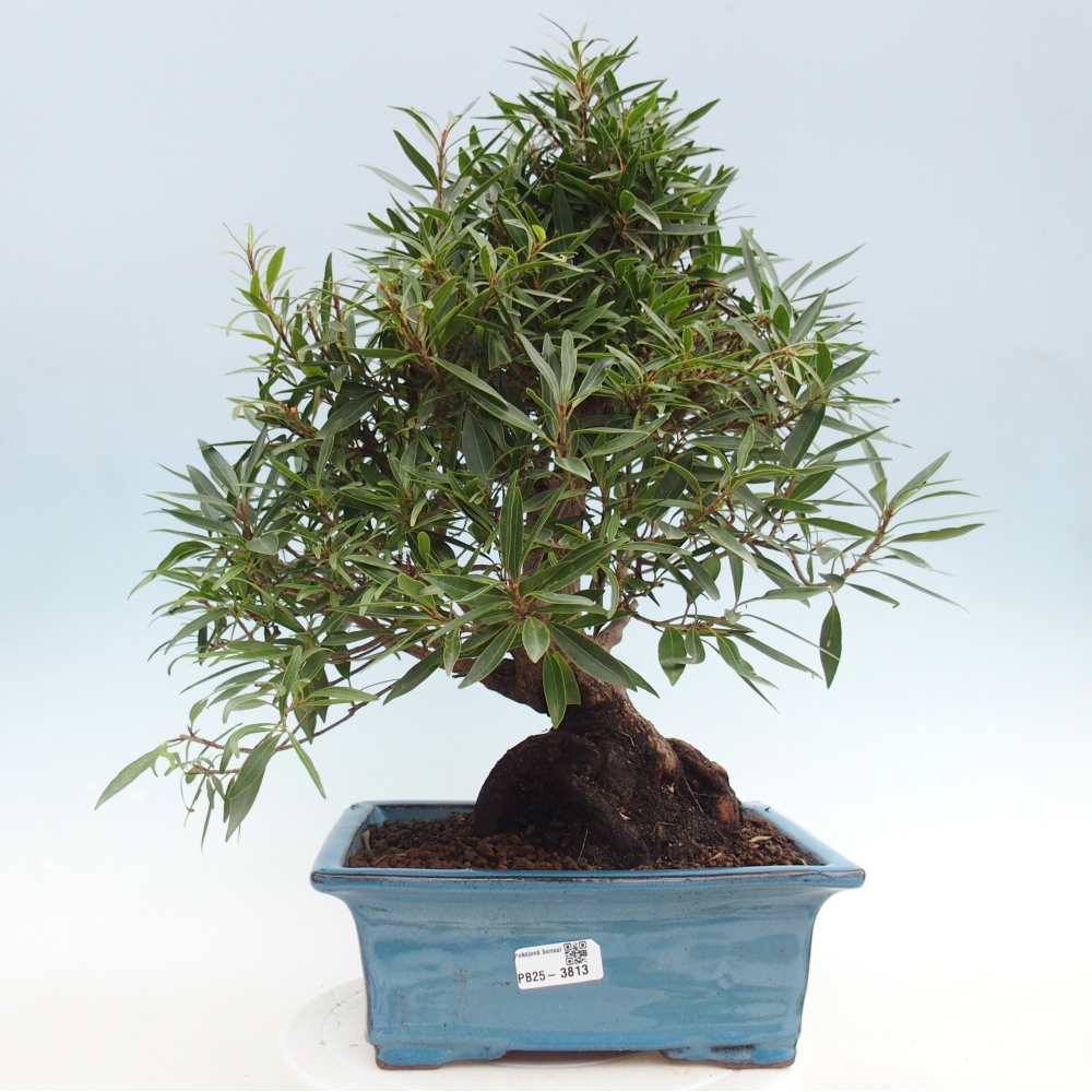 Pokojová bonsai - Ficus nerifolia -  malolistý fíkus