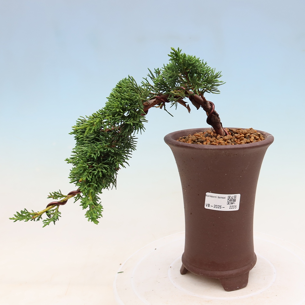 Venkovní bonsai - Juniperus chinensis Kishu -Jalovec čínský