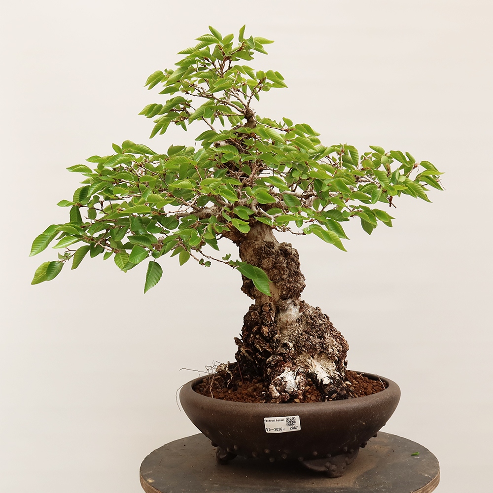 Venkovní bonsai -Carpinus Coreana - Habr korejský