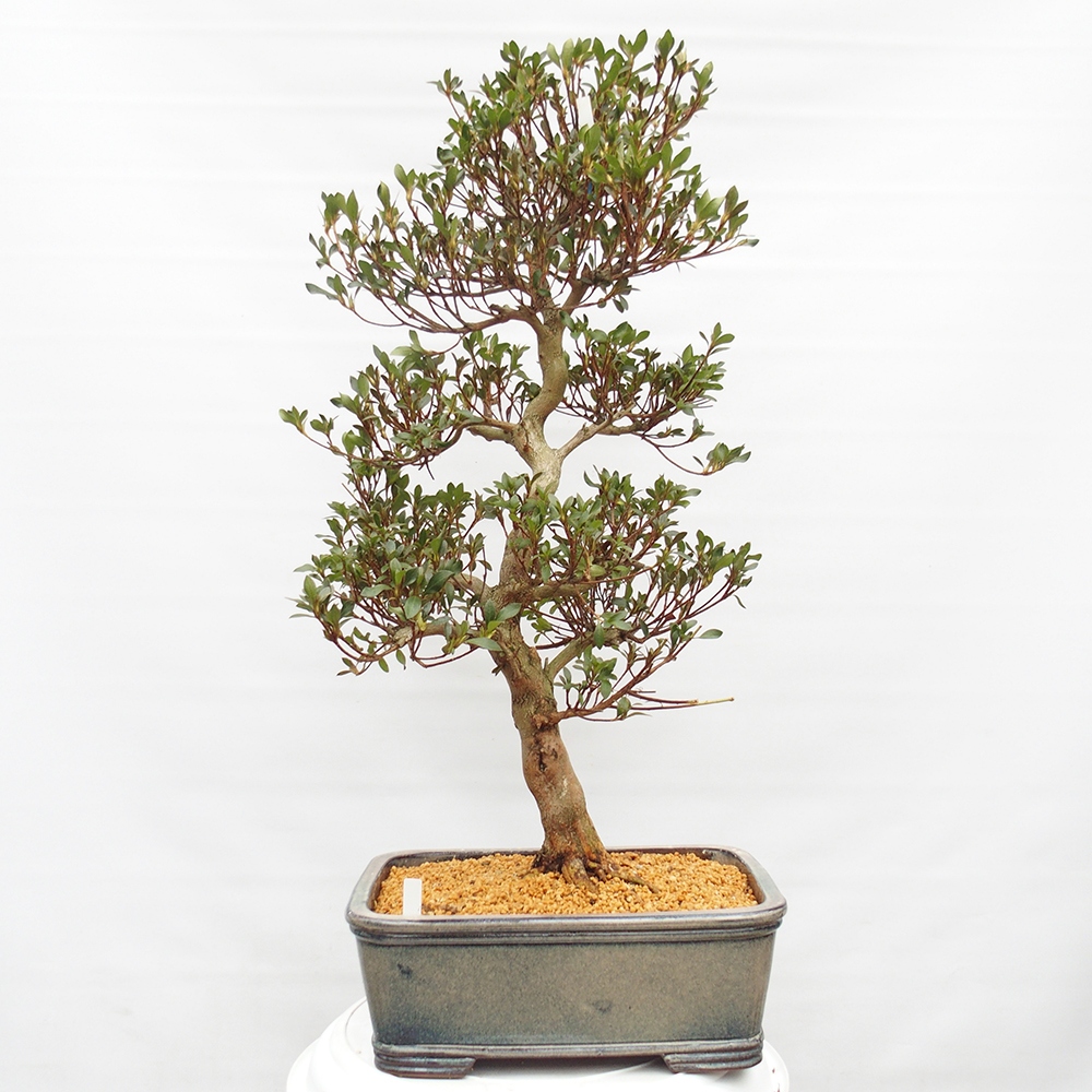 Venkovní bonsai - Japonská azalka - Azalea Saishun