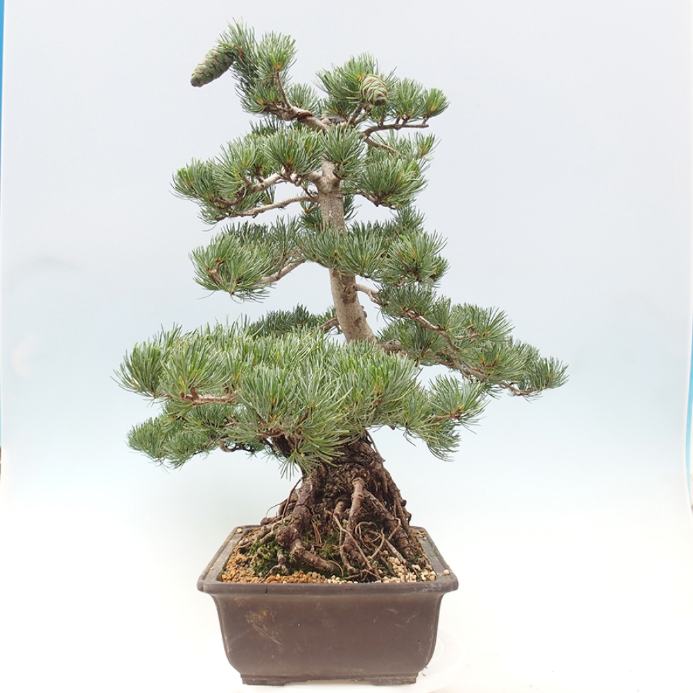 Venkovní bonsai - Pinus parviflora - Borovice drobnokvětá