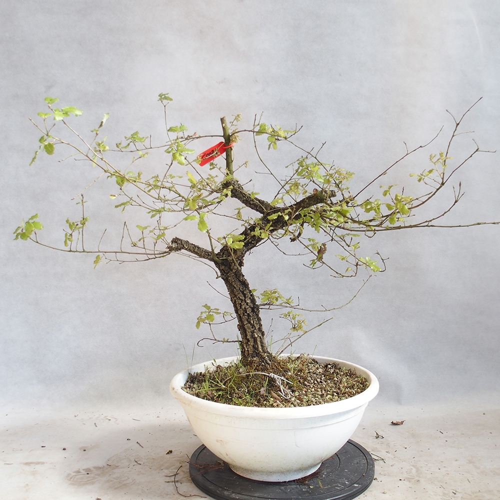 Venkovní bonsai Quercus Cerris - Dub Cer