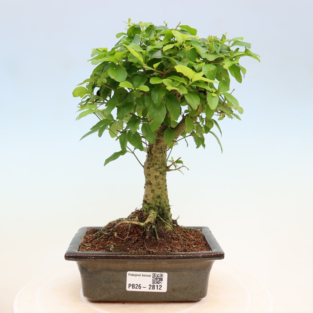 Pokojová bonsai -Ligustrum chinensis - Ptačí zob