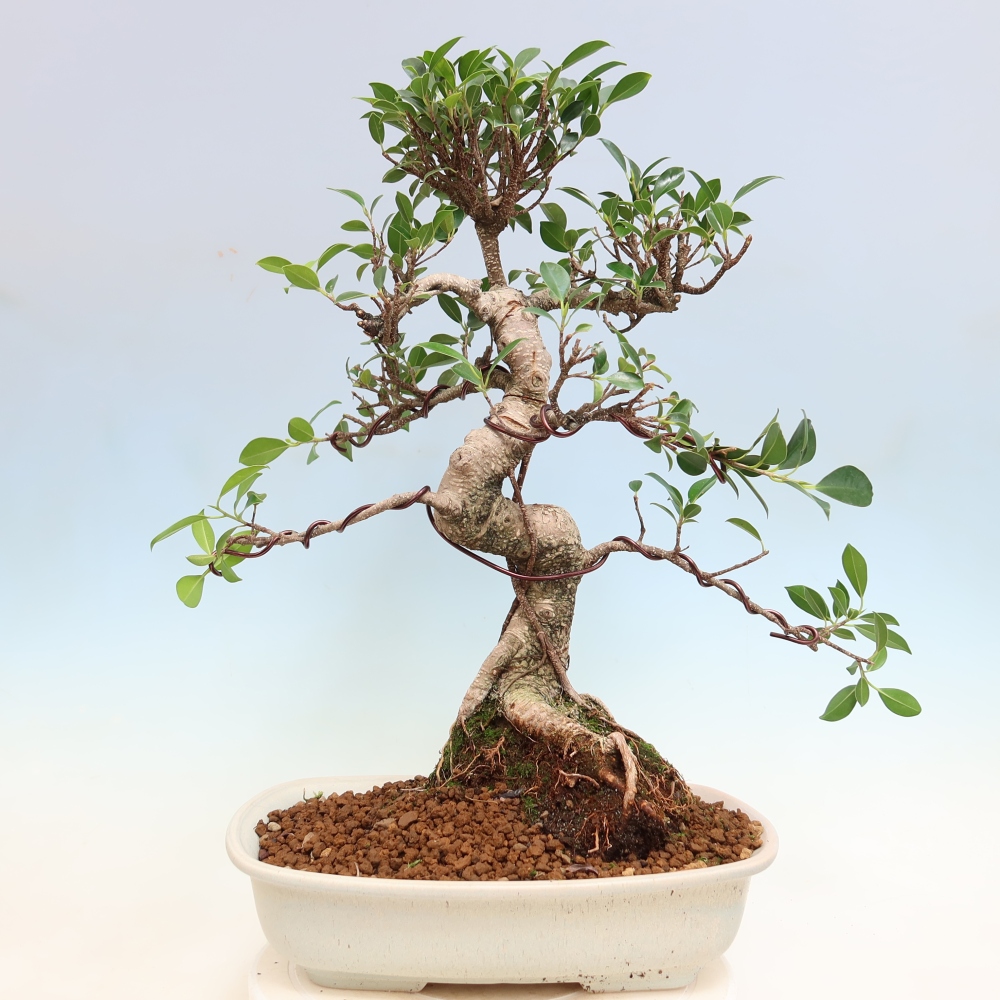Pokojová bonsai - Ficus kimmen -  malolistý fíkus
