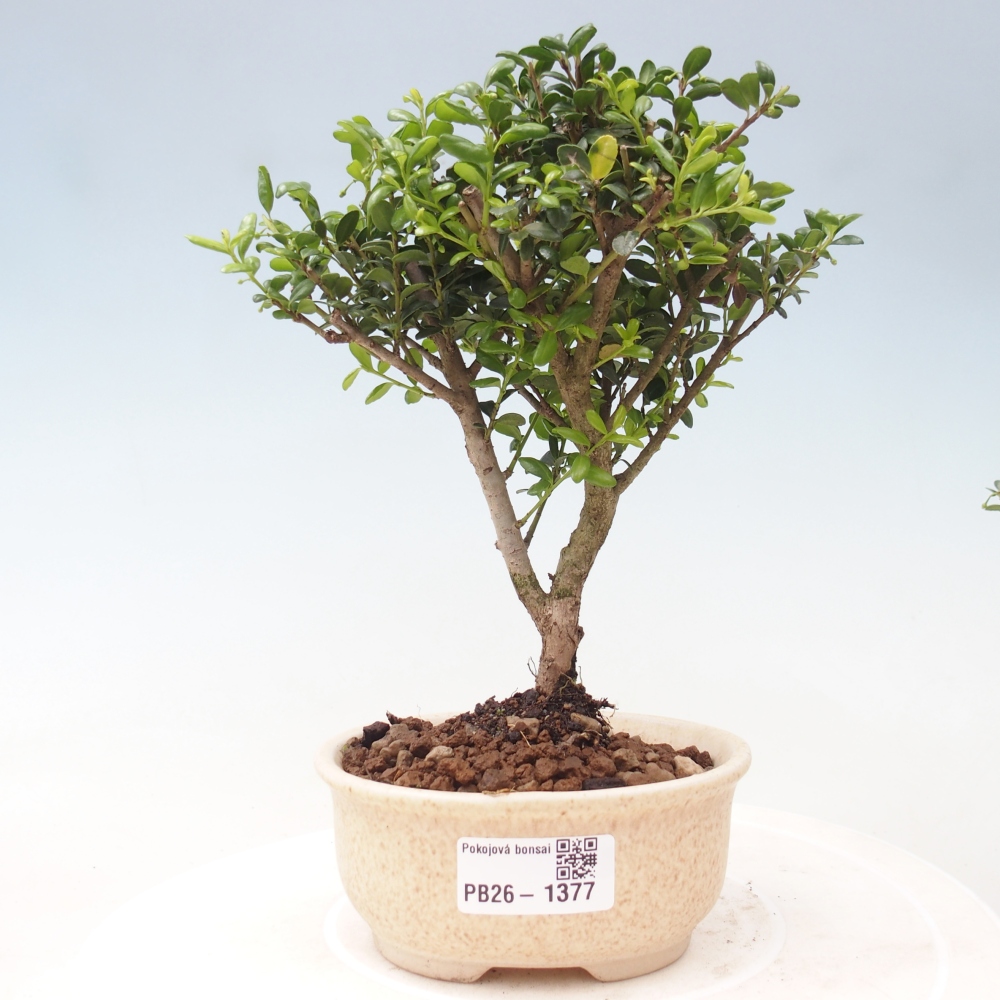 Pokojová bonsai - Ilex crenata - Cesmína