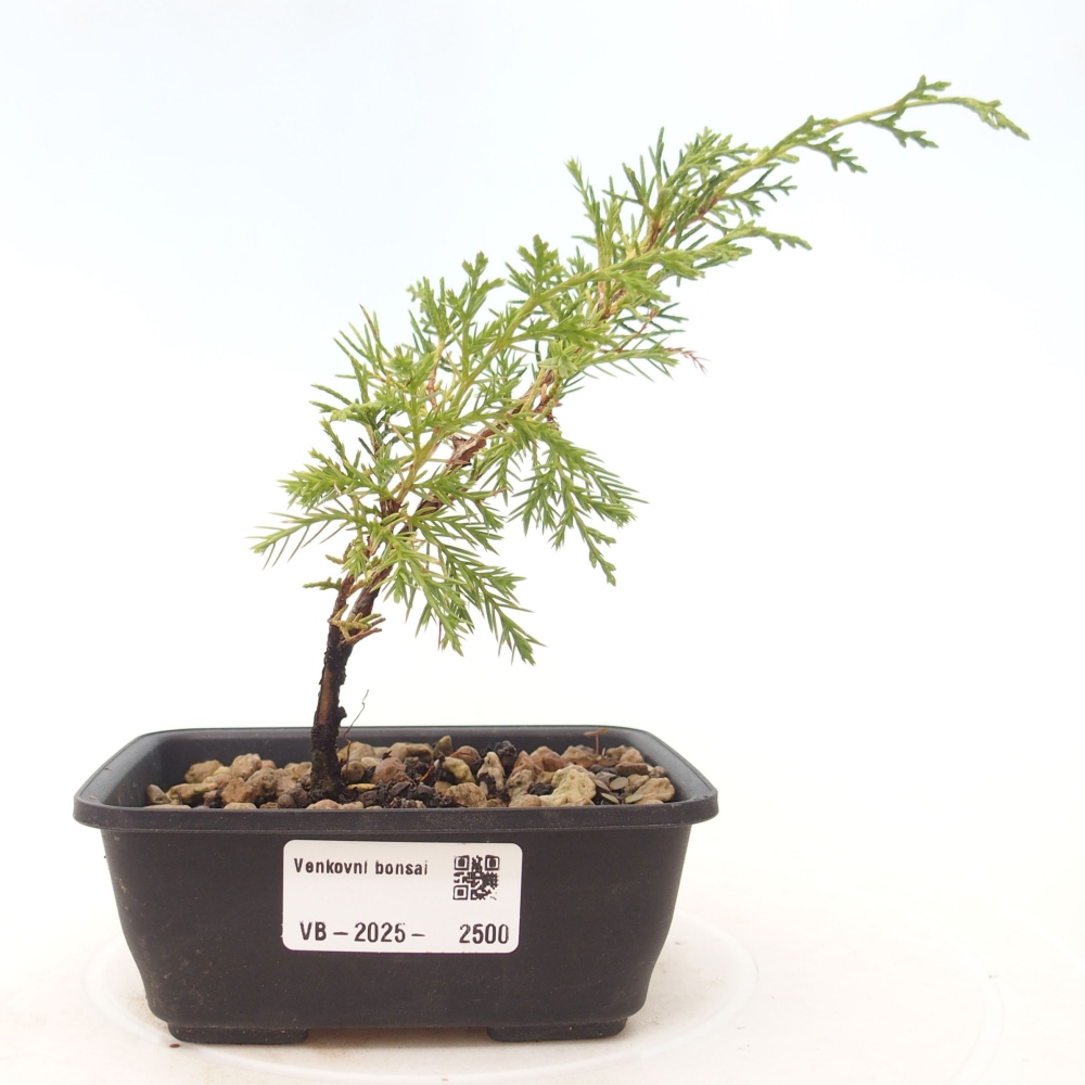 Venkovní bonsai - Juniperus chinensis Itoigawa -Jalovec čínský