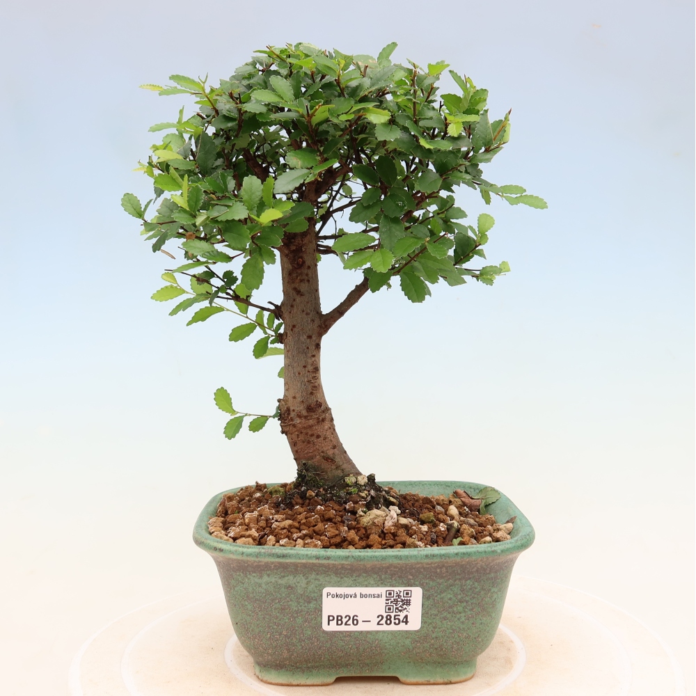 Pokojová bonsai - Ulmus parvifolia - Malolistý jilm