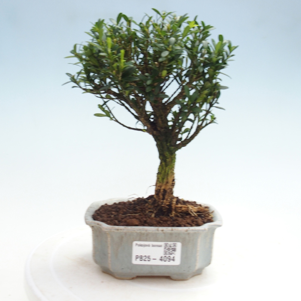 Pokojová bonsai - Buxus harlandii -korkový buxus