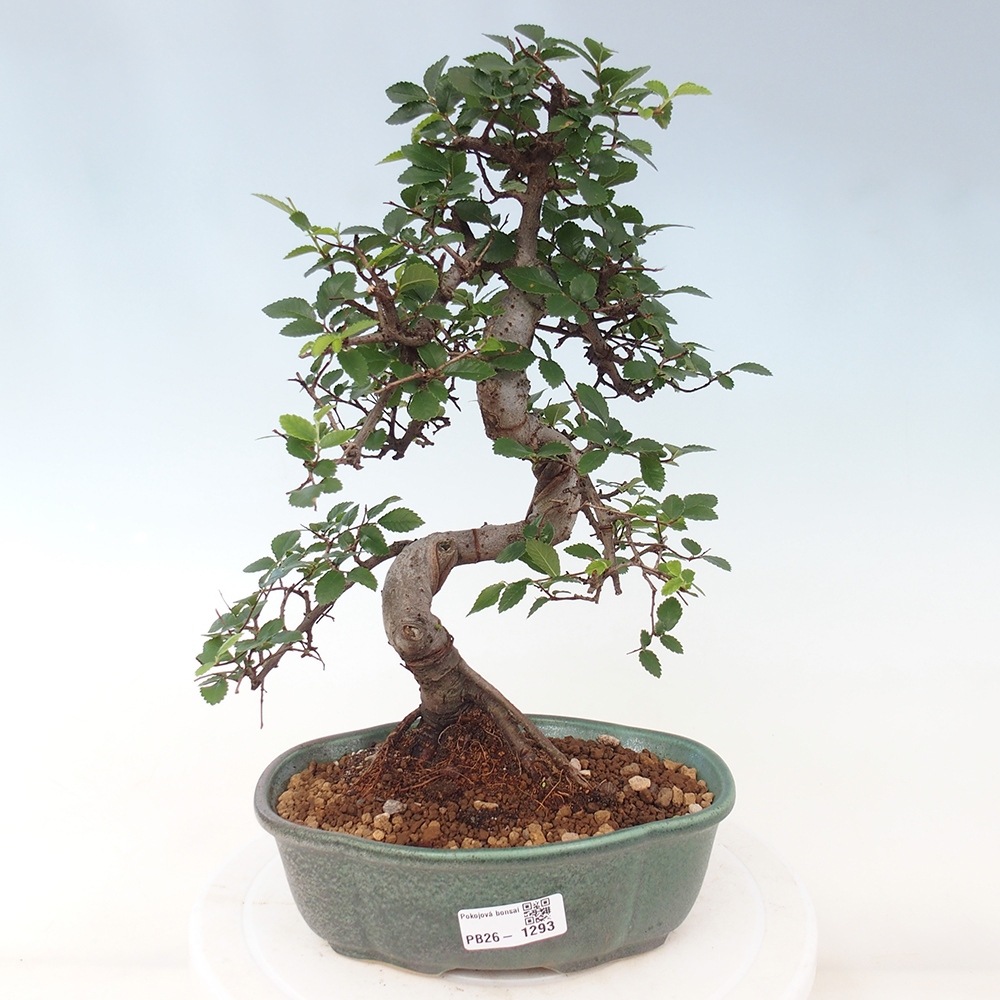 Pokojová bonsai - Ulmus parvifolia - Malolistý jilm