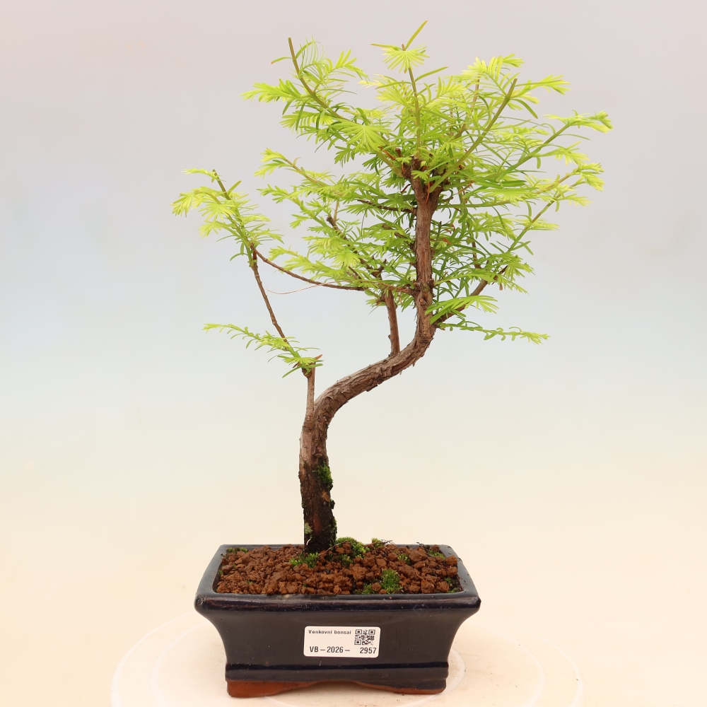 Venkovní bonsai - Metasequoia glyptostroboides - Metasekvoje čínská