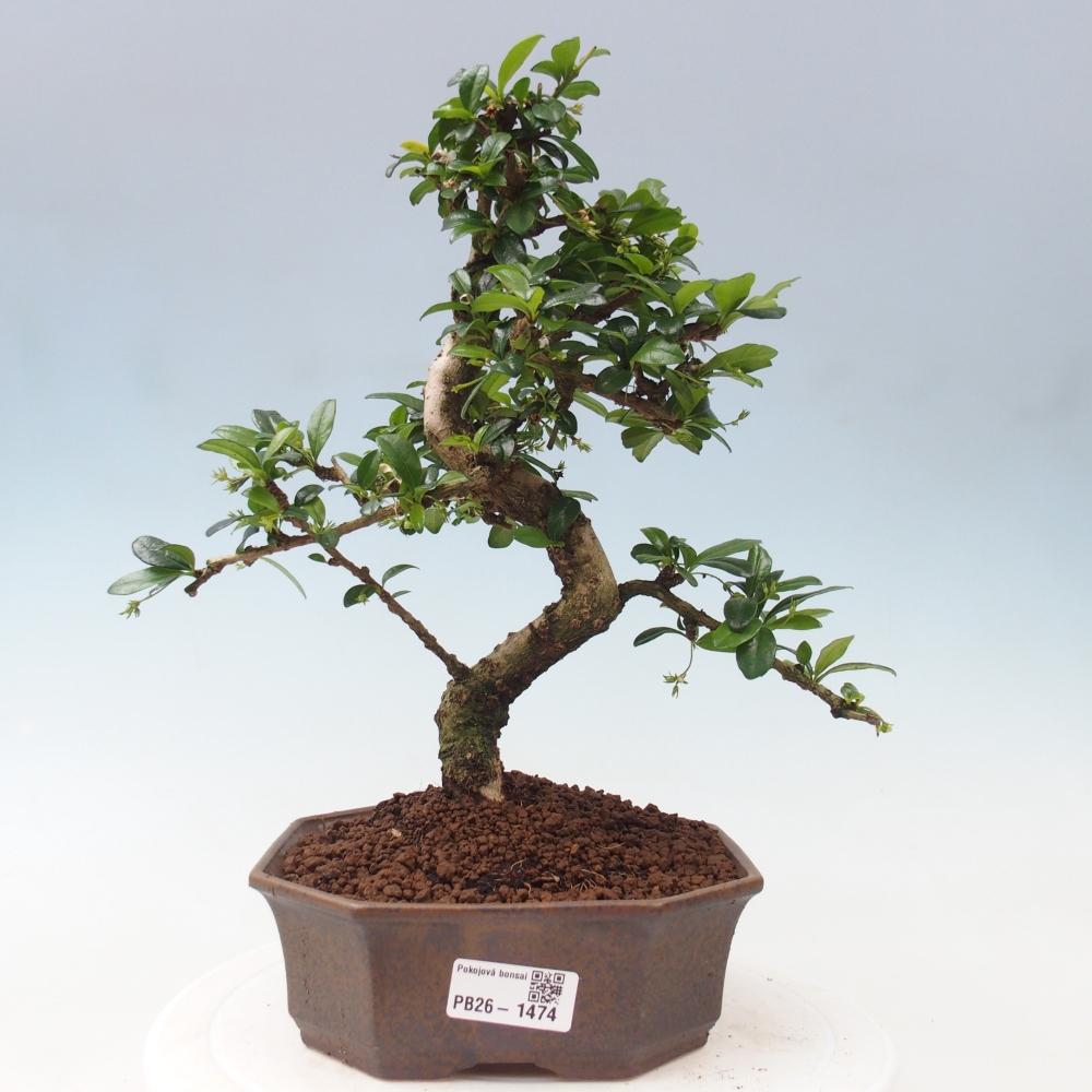 Pokojová bonsai - Carmona macrophylla - Čaj fuki