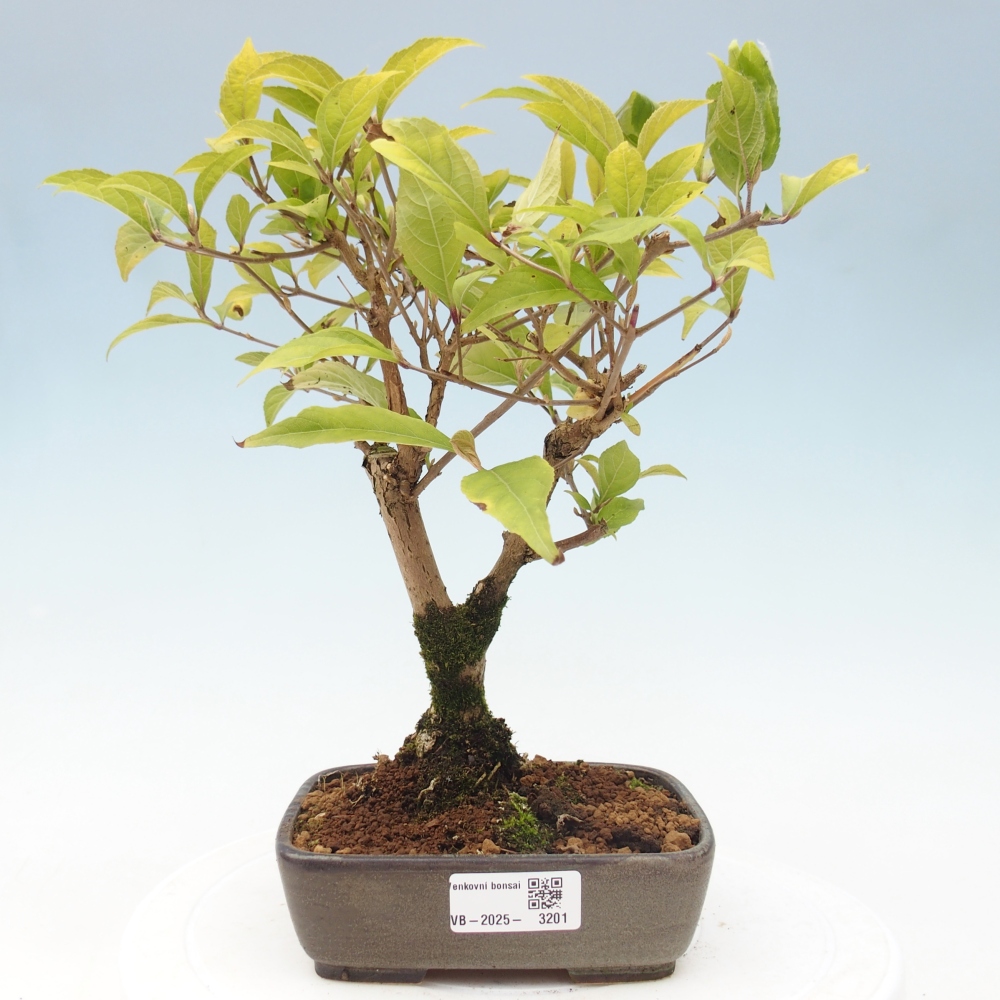 Venkovní bonsai - krásnoplodka - Callicarpa japonica
