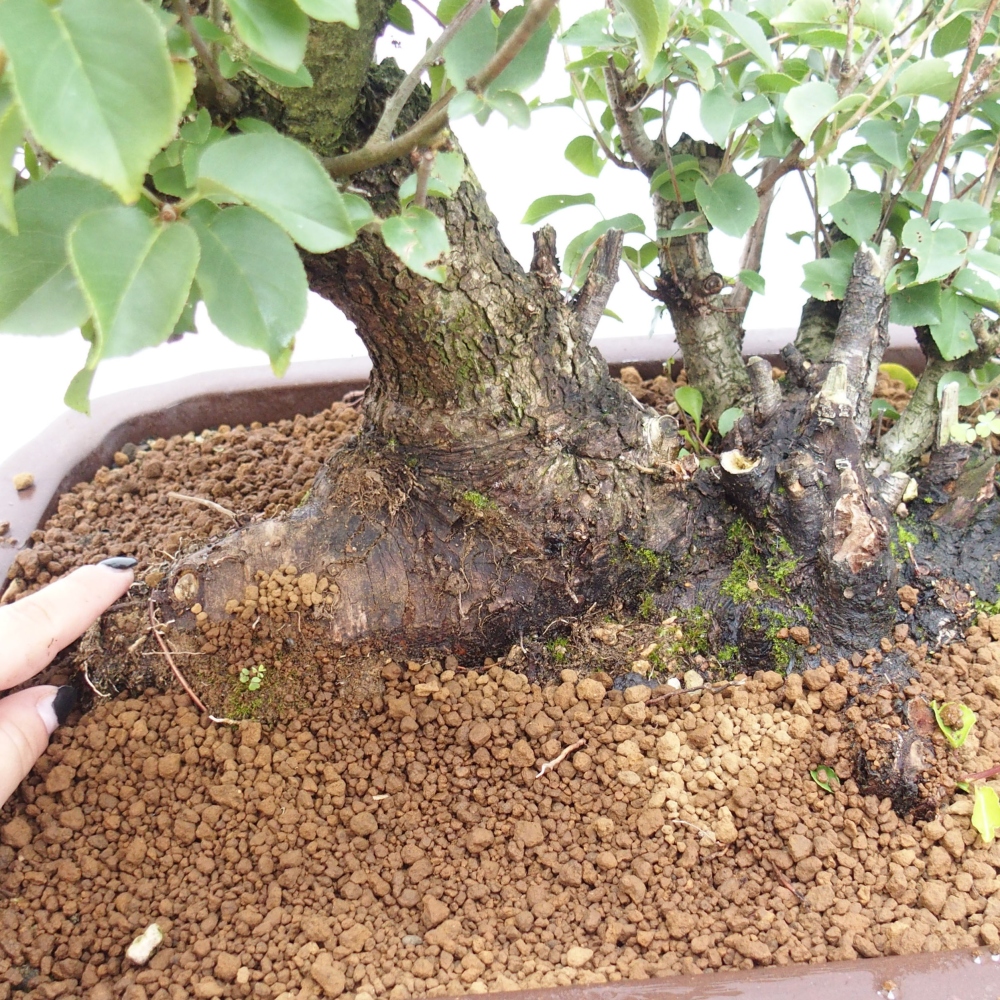 Venkovní bonsai - Mahalebka - Prunus mahaleb