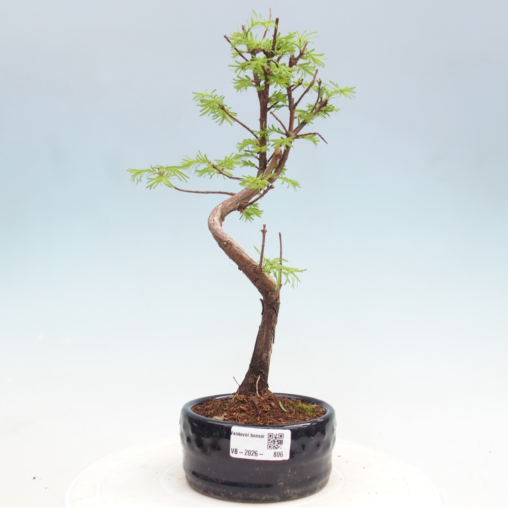 Venkovní bonsai - Metasequoia glyptostroboides - Metasekvoje čínská