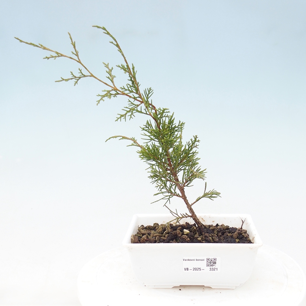 Venkovní bonsai - Juniperus chinensis Itoigawa -Jalovec čínský