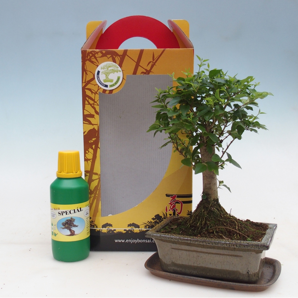 Pokojová bonsai v dárkové krabičce Ligustrum chinensis - Ptačí zob
