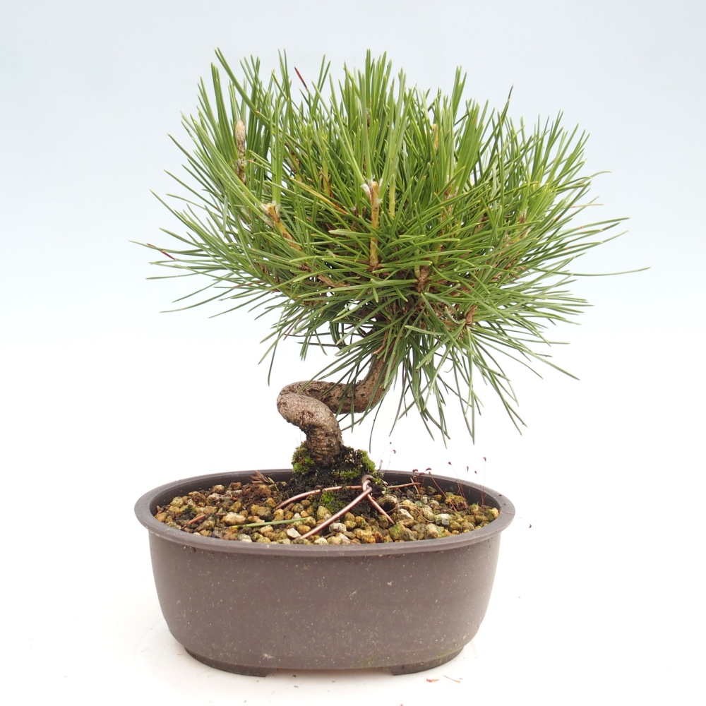 Venkovní bonsai - Pinus thunbergii - Borovice thunbergova