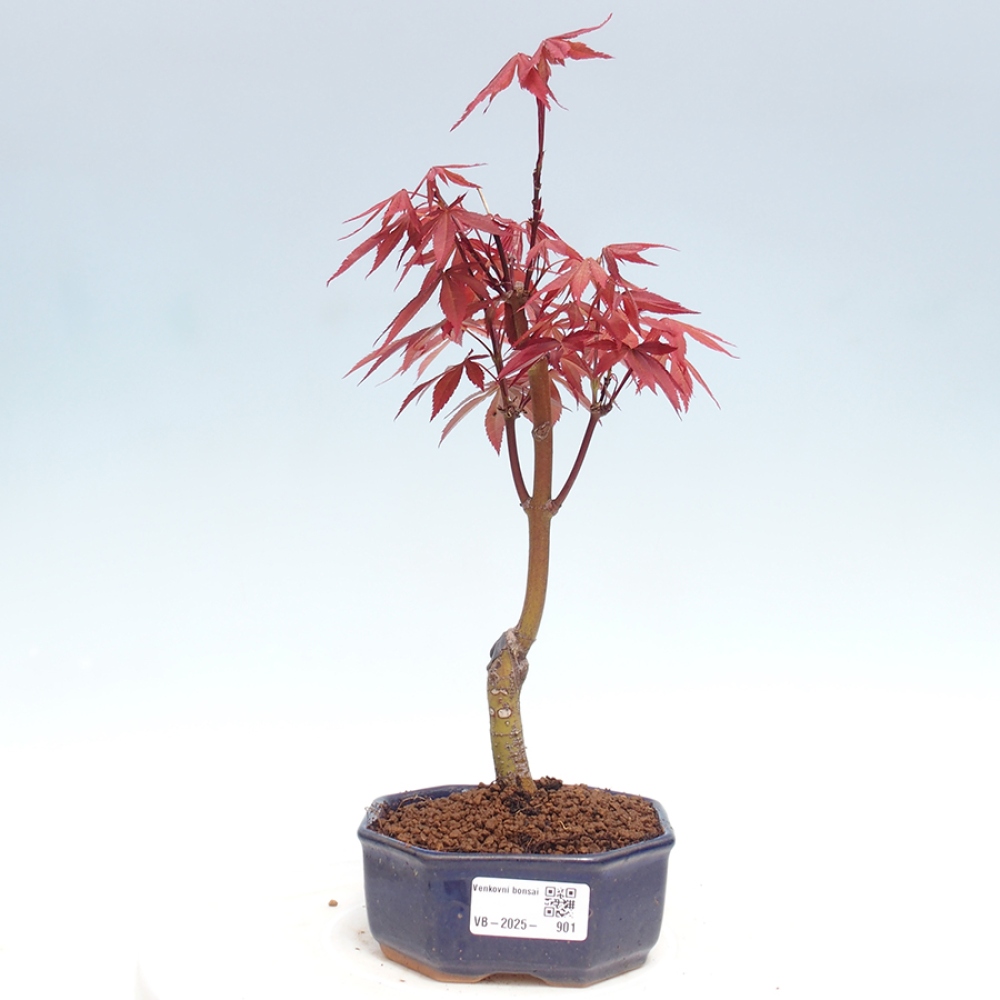 Venkovní bonsai - Acer palm. Atropurpureum-Javor dlanitolistý