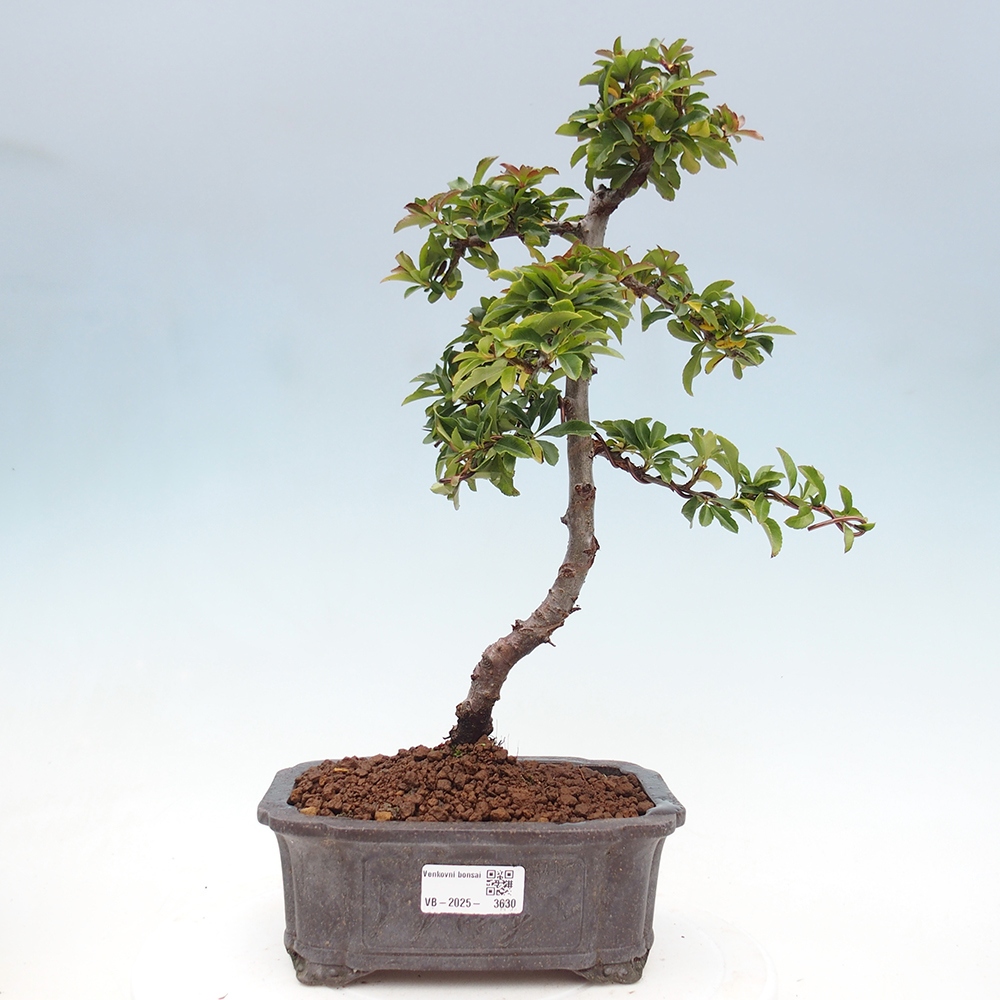 Venkovní bonsai-Pyracanta Teton -Hlohyně