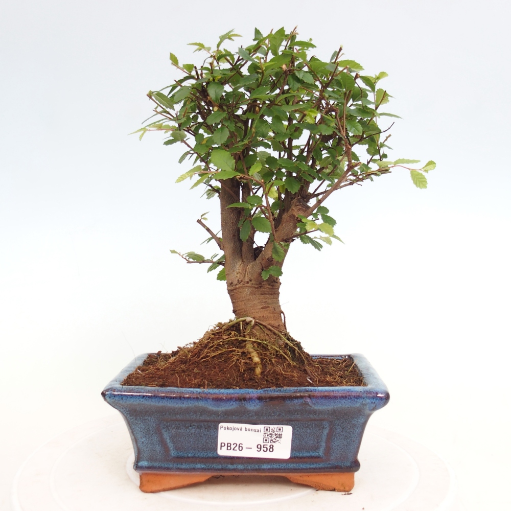 Pokojová bonsai - Ulmus parvifolia - Malolistý jilm