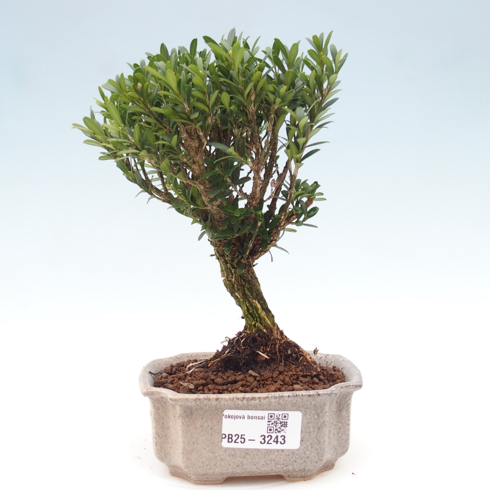 Pokojová bonsai - Buxus harlandii -korkový buxus